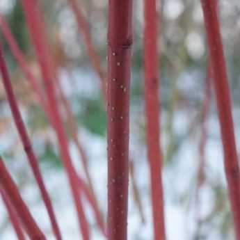 12 Cornouillers à bois décoratifs : les valeurs sûres