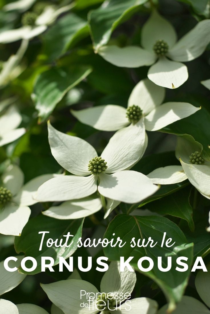 cornus kousa tout savoir