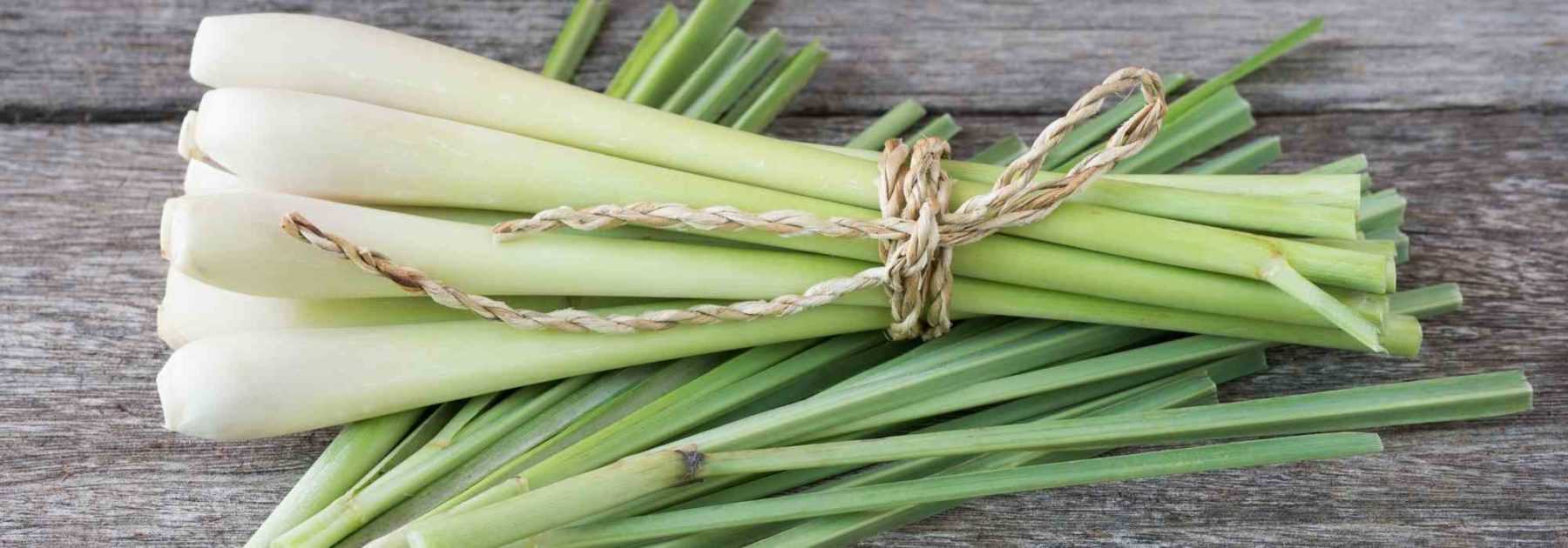 Cultiver la citronnelle en pot