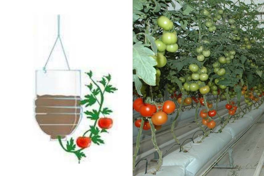 Un Pot En Plastique Est Utilisé Pour Faire Pousser Des Plants De Tomates