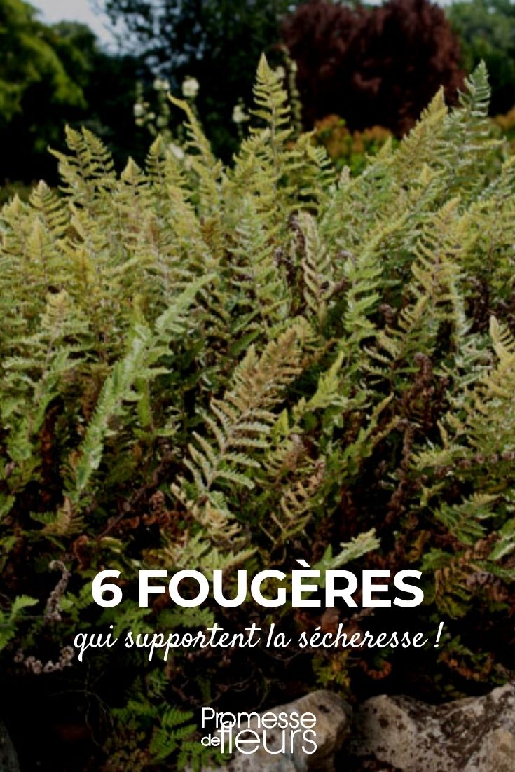 6 fougères de sol sec