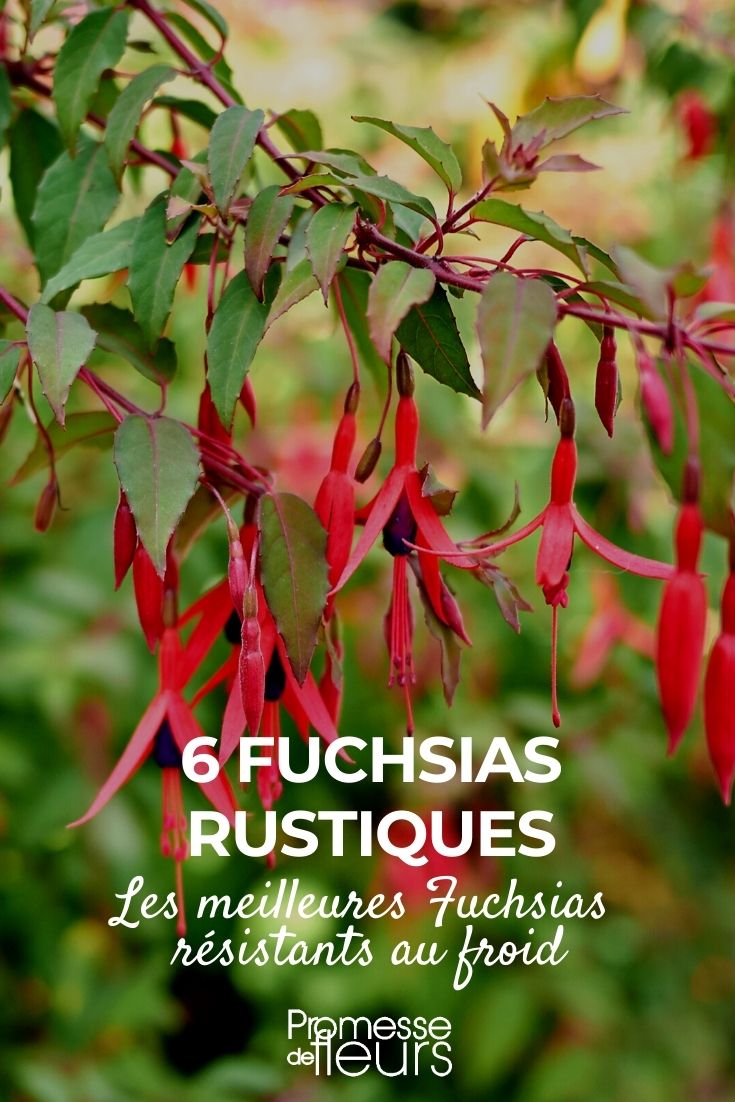 6 Fuchsias rustiques