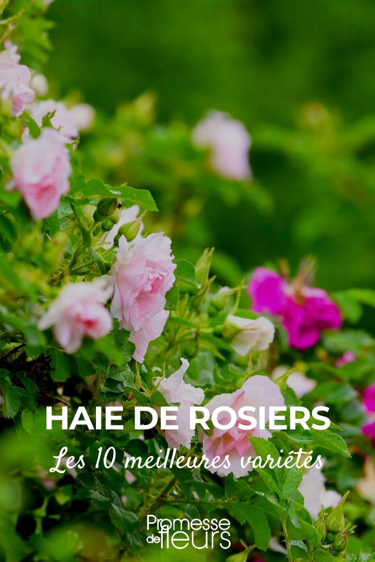 Haie de rosiers