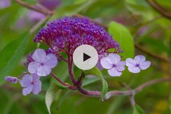 L'Hydrangea aspera : un arbuste majestueux