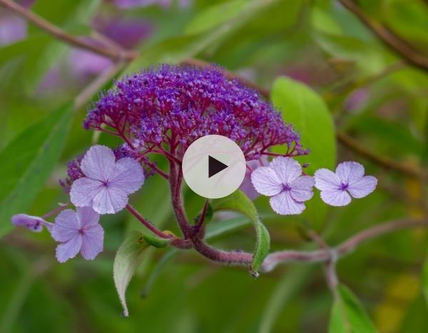 L'Hydrangea aspera : un arbuste majestueux