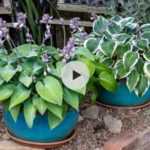 Idées déco : Hostas en pot