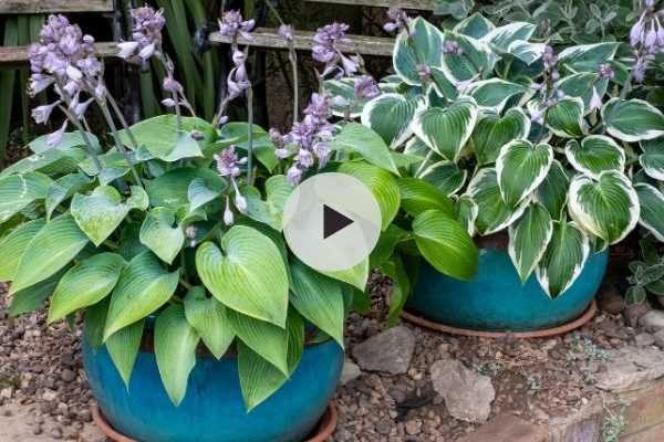 Idées déco : Hostas en pot