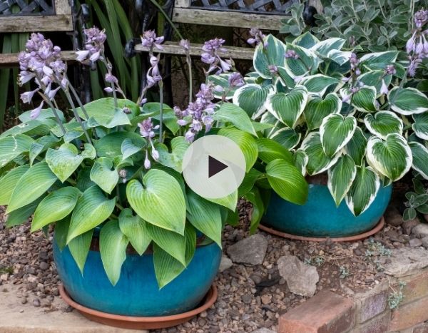 Idées déco : Hostas en pot