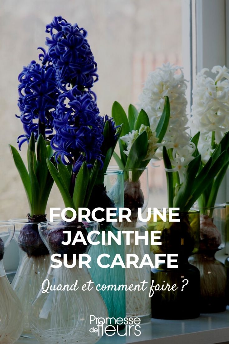 jacinthe sur carafe, jacinthe en interieur faire pousser