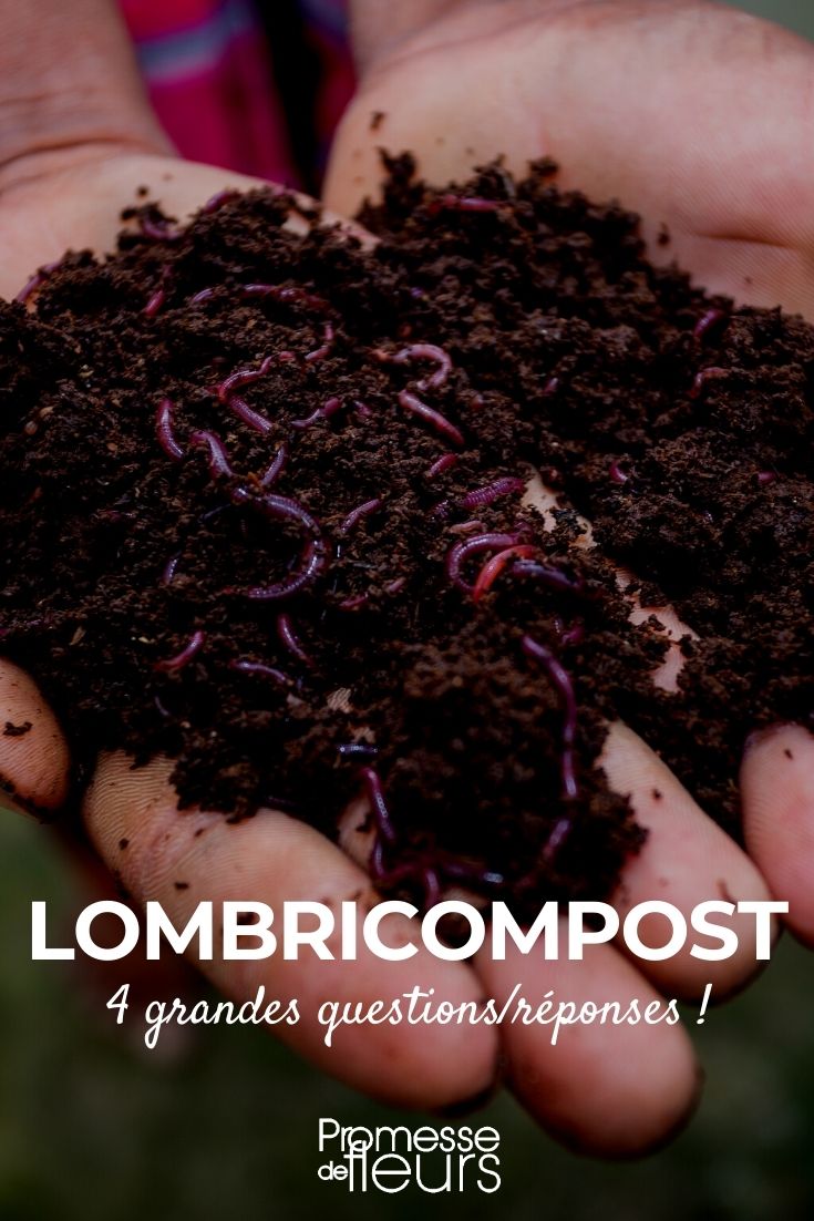 Vers à compost pour le vermicomposteur – Jardinage durable