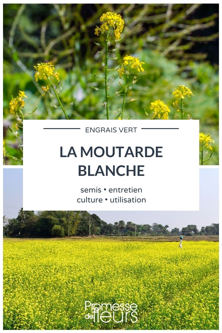 moutarde plante