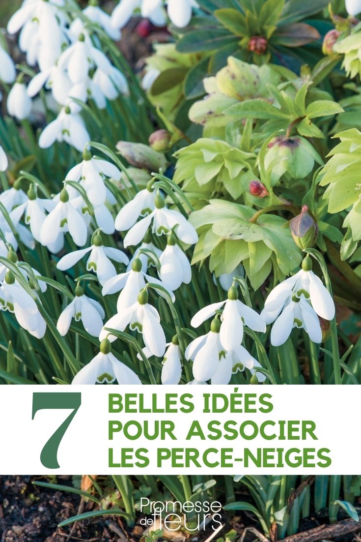 associer les galanthus