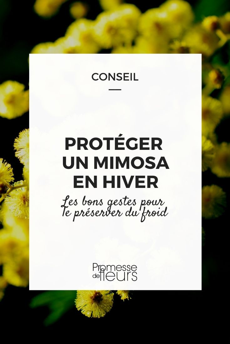 protéger un mimosa en hiver