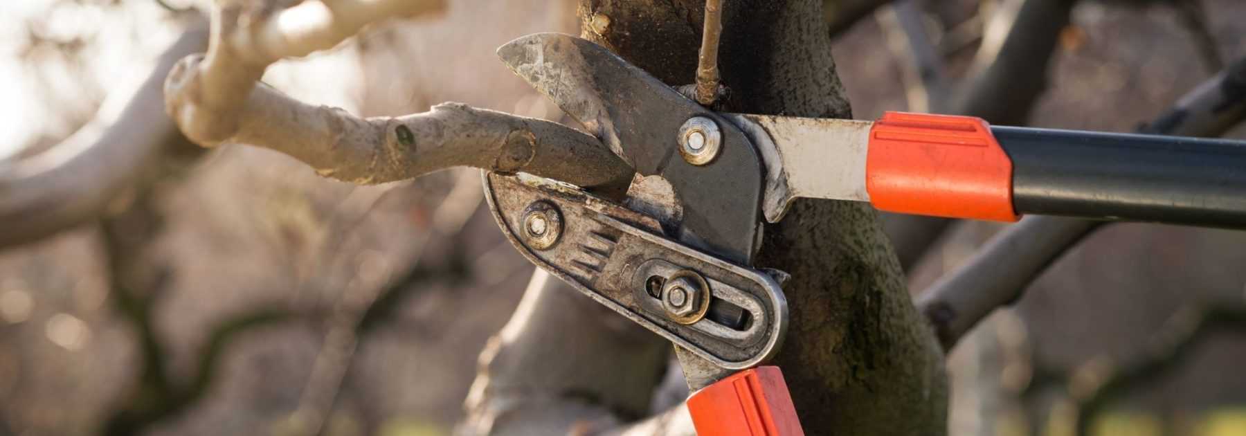 Tout le matériel pour soigner nos arbres