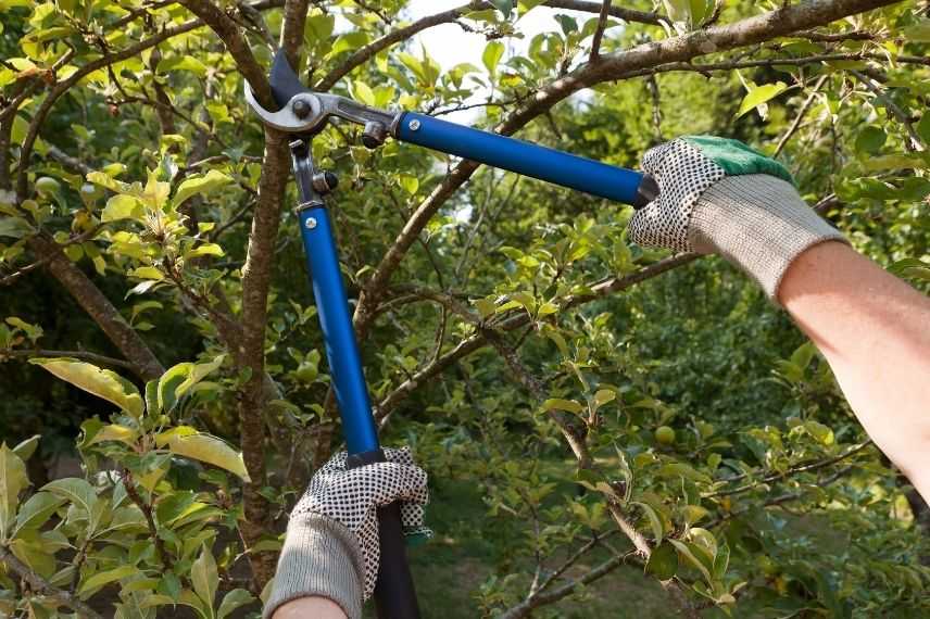 taille et soin des arbres