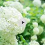 Tuteurer l'Hydrangea 'Annabelle'