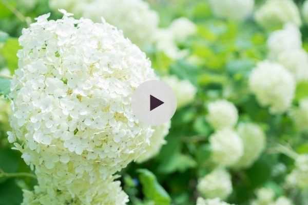 Tuteurer l'Hydrangea 'Annabelle'