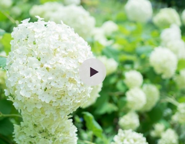 Tuteurer l'Hydrangea 'Annabelle'