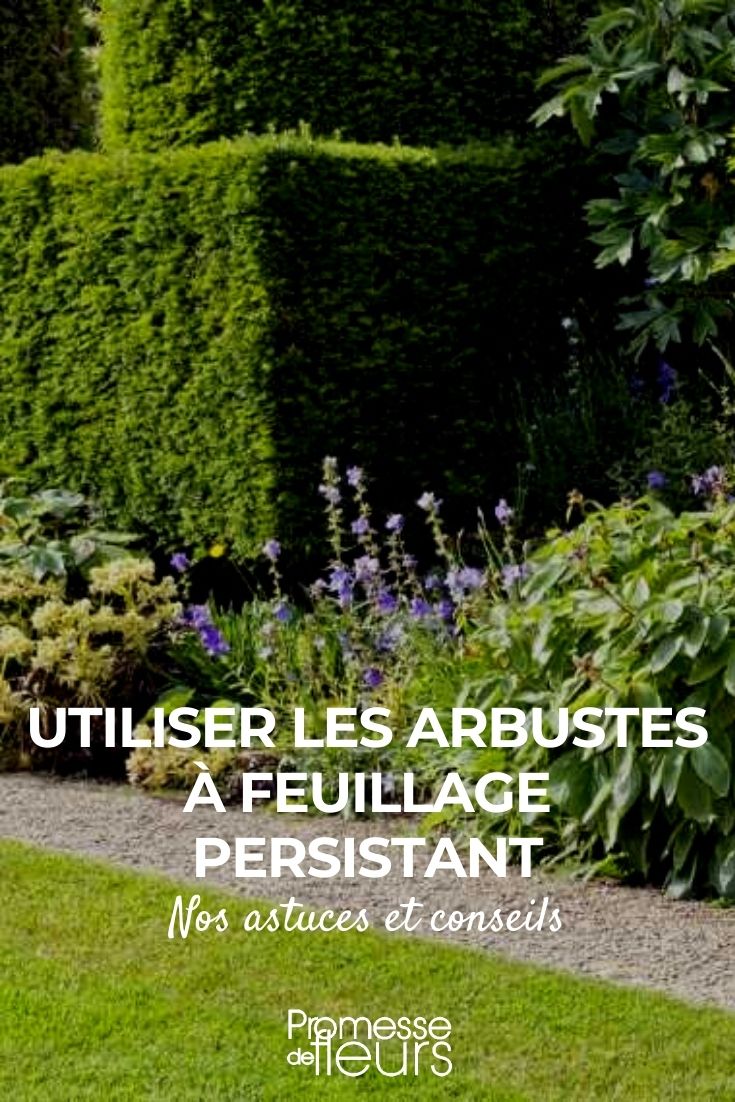 utiliser les arbustes a feuillage persistant