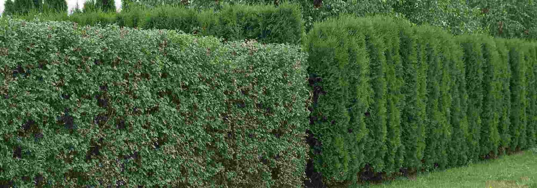 Plante brise-vue : notre top 7 pour le jardin ou le balcon