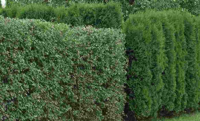 8 arbustes pour créer une haie brise-vue - Promesse de Fleurs