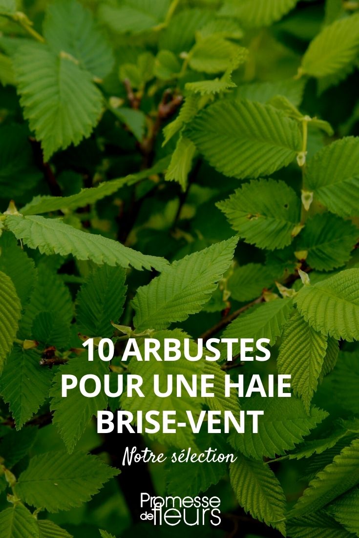 Brise vue : bien le choisir, notre sélection des meilleurs modèles