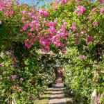 10 rosiers pour pergola