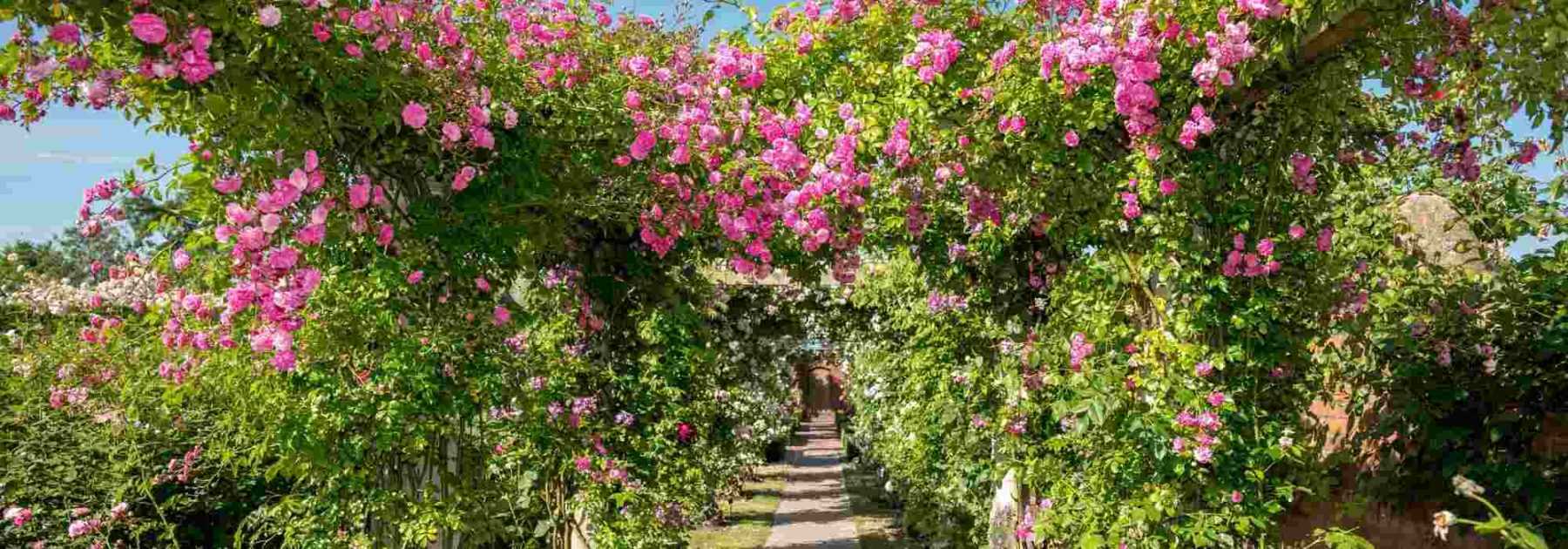 10 rosiers pour pergola