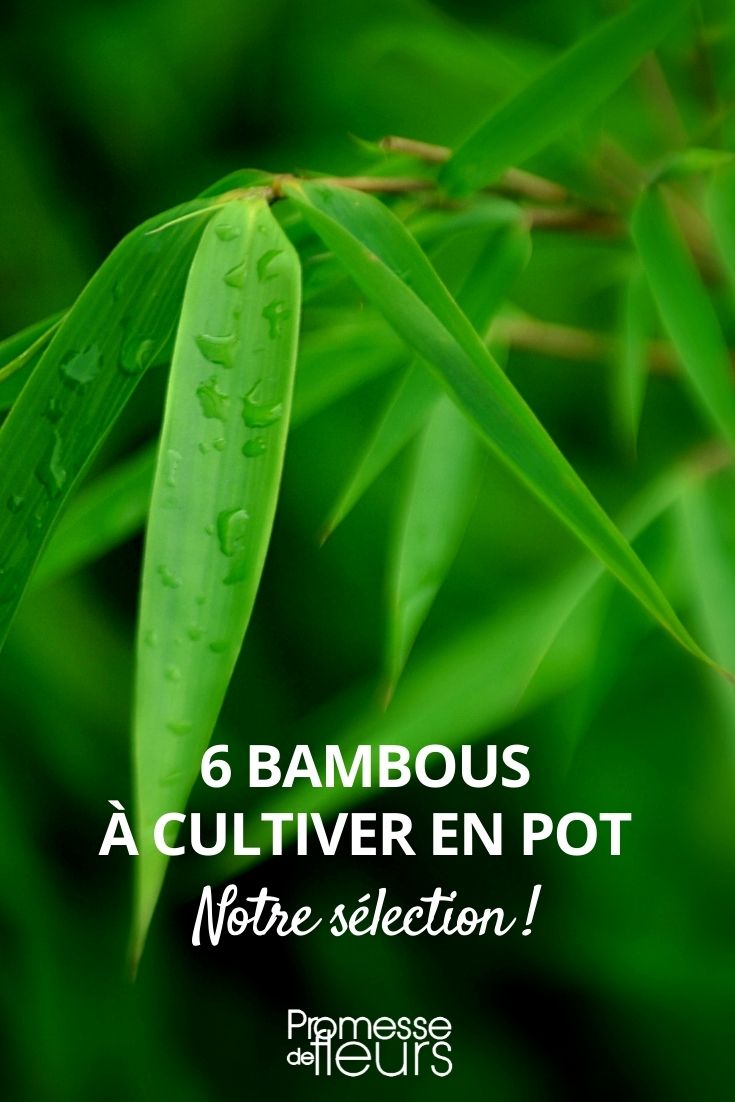 Les meilleures variétés de bambous pour pot