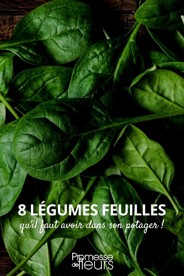 8 légumes feuilles