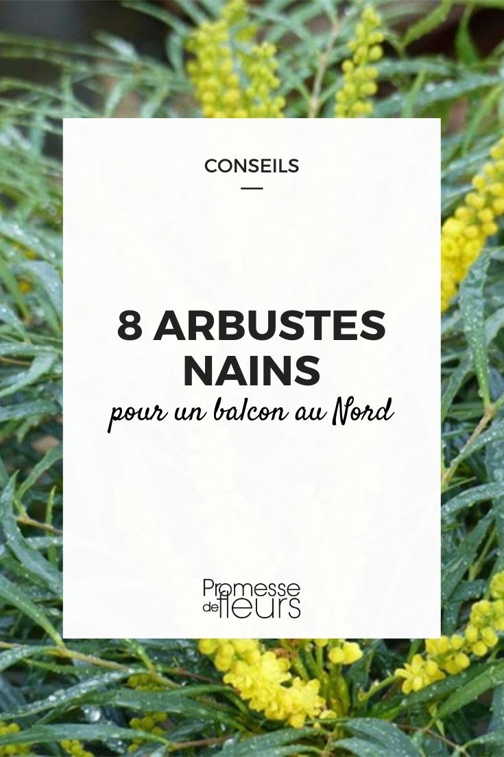 8 arbustes nains pour balcon nord