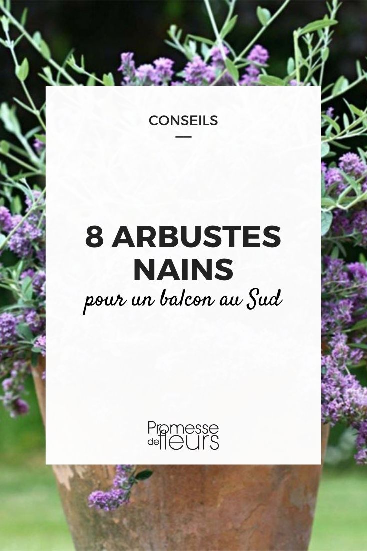 8 arbustes nains pour balcon sud