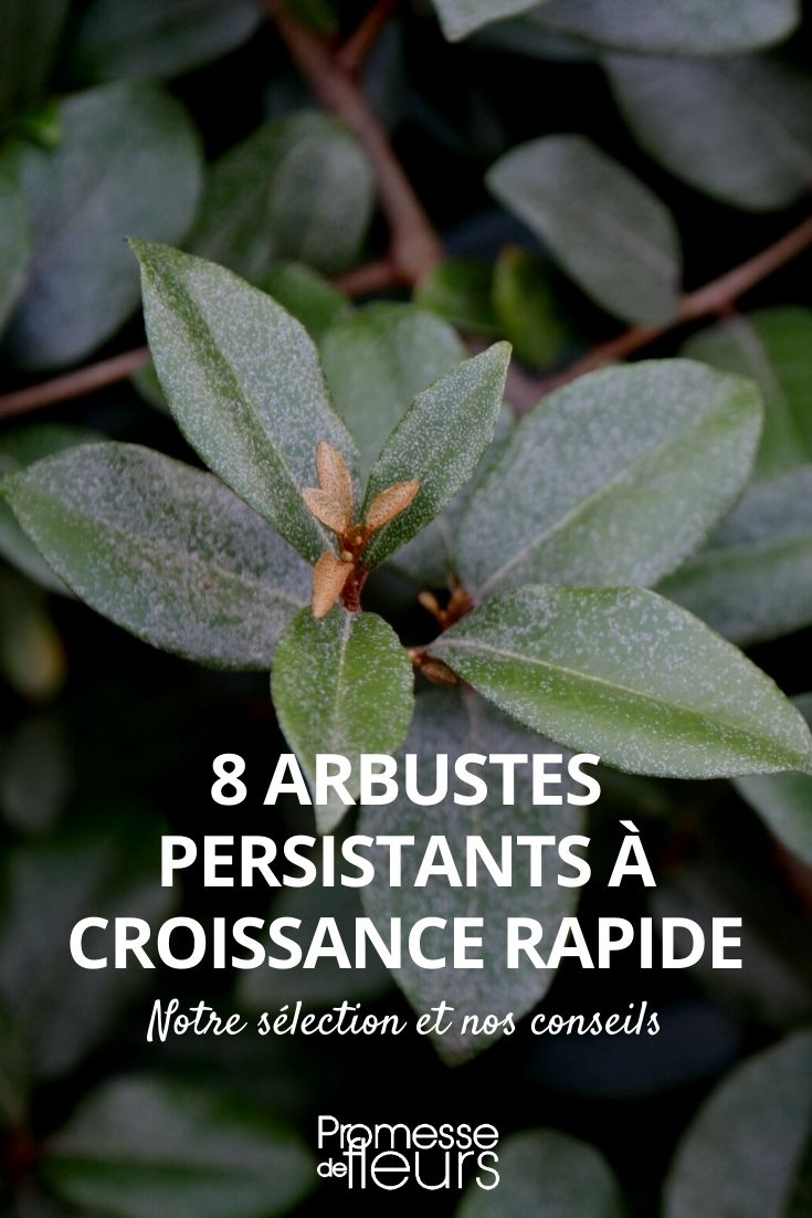 8 arbustes persistants qui poussent vite