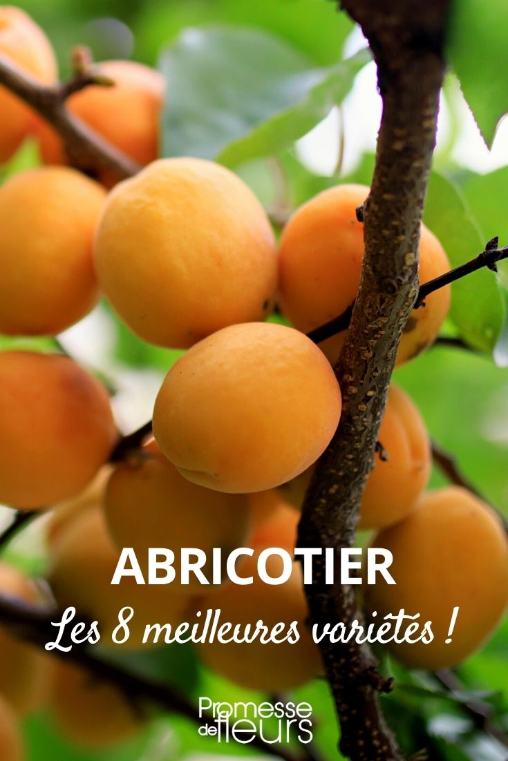 CITRONNIER D'ANJOU BIO. Le pot de 3 litres : Agrumes Botanic® potager et  verger - botanic®