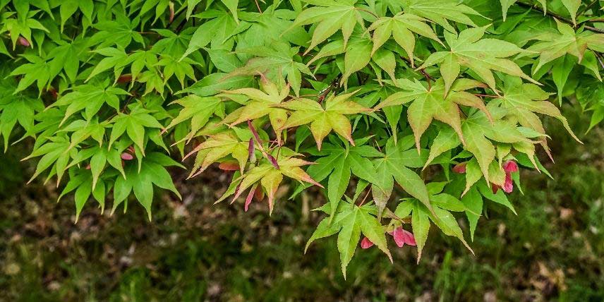 Le feuillage découpé d'un Erable du Japon