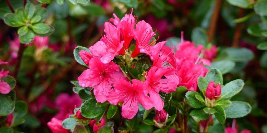 Les fleurs roses de l'azalée 'Hino Crimson'