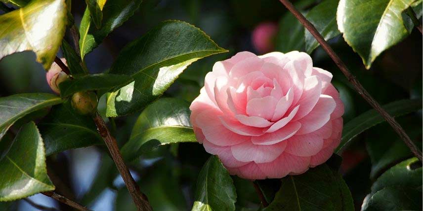 La floraison du Camélia japonica