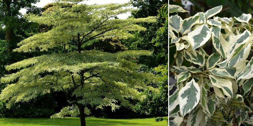 Le cornouiller Cornus controversa 'Variegata', au feuillage panaché