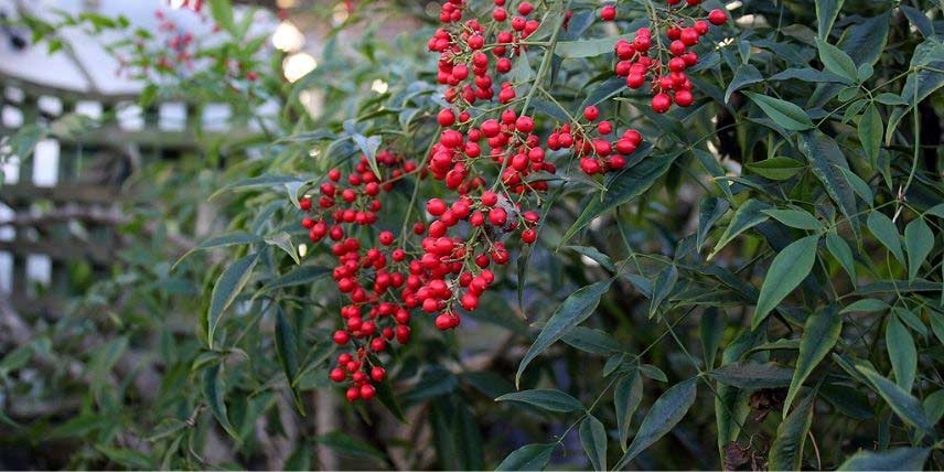 Les baies rouges et le feuillage découpé du Nandina domestica