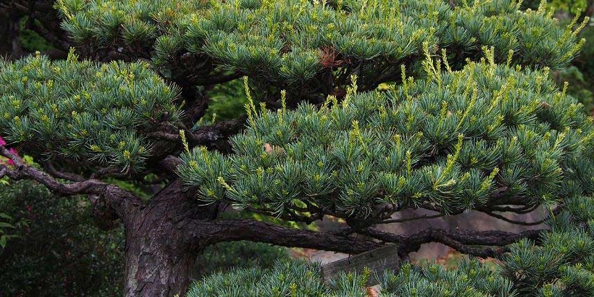 Le Pin blanc du Japon, Pinus parviflora