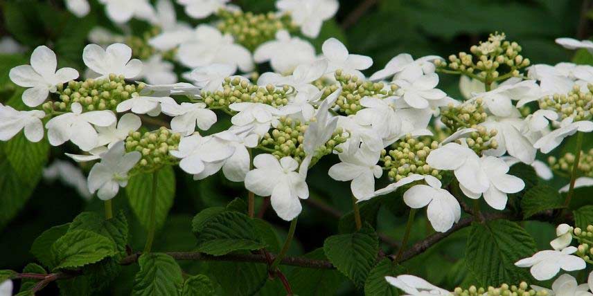 Les fleurs blanches de la viorne Viburnum plicatum