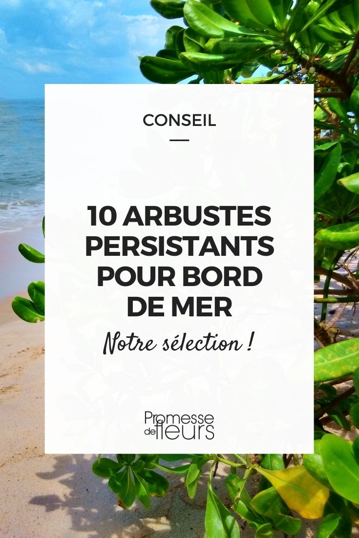 Bord de mer : 10 arbustes persistants adaptés