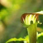 Arisaema : planter, cultiver et entretenir