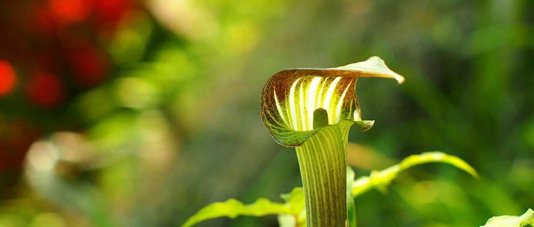 Arisaema : planter, cultiver et entretenir