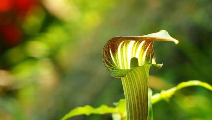 Arisaema : planter, cultiver et entretenir