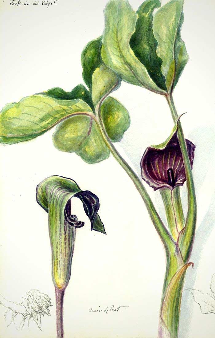 Planche botanique représentant l'Arisaema triphyllum
