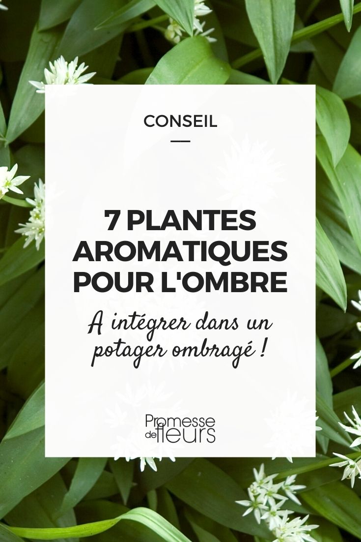 Plantes aromatiques vivaces – liste complète et astuces pour les cultiver