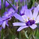 Catananche, Cupidone : plantation, culture, entretien