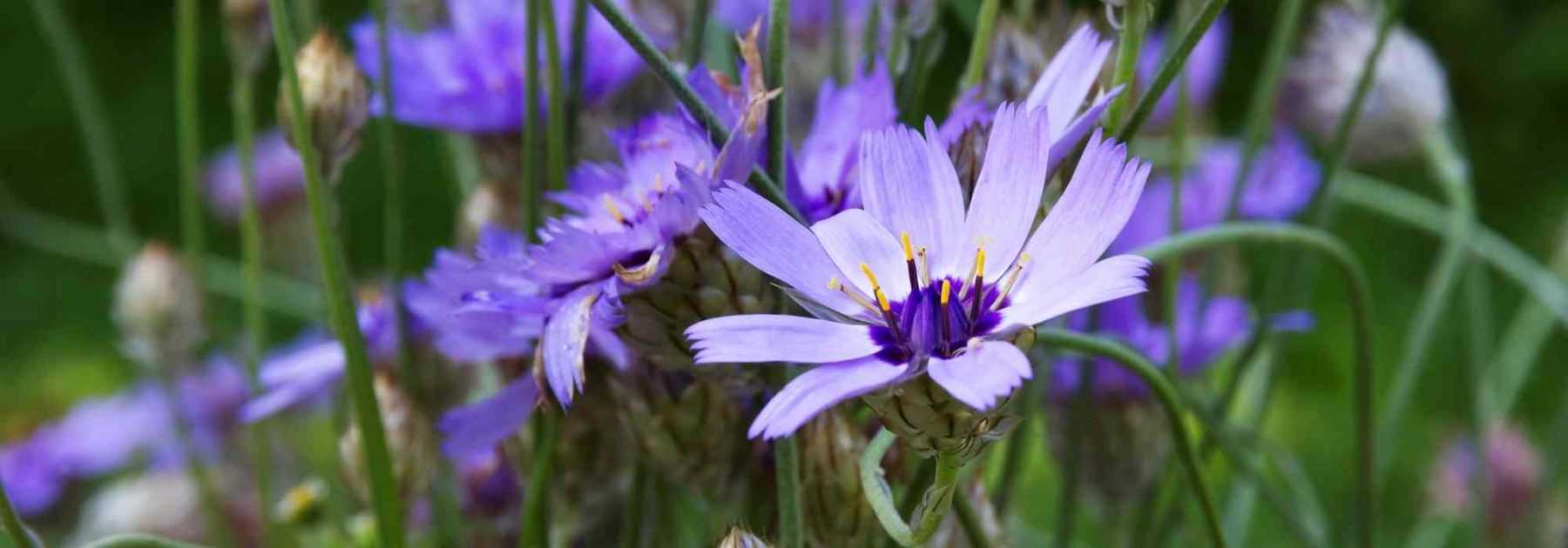 Catananche, Cupidone : plantation, culture, entretien