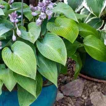 Cultiver des Hostas en pot